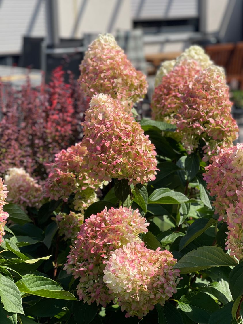 Rispenhortensie 'Graffiti' ® - Hydrangea paniculata 'Graffiti' ®