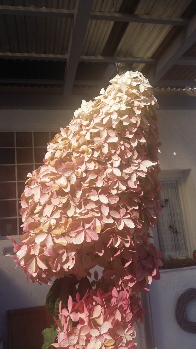 Rispenhortensie 'Magical Candle' ® - Hydrangea paniculata 'Magical Candle' ®