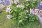Rispenhortensie 'Magical Mont Blanc' ® - Hydrangea paniculata 'Magical Mont Blanc' ®
