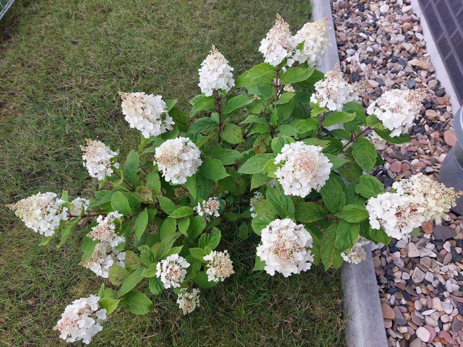 Rispenhortensie 'Magical Mont Blanc' ® - Hydrangea paniculata 'Magical Mont Blanc' ®