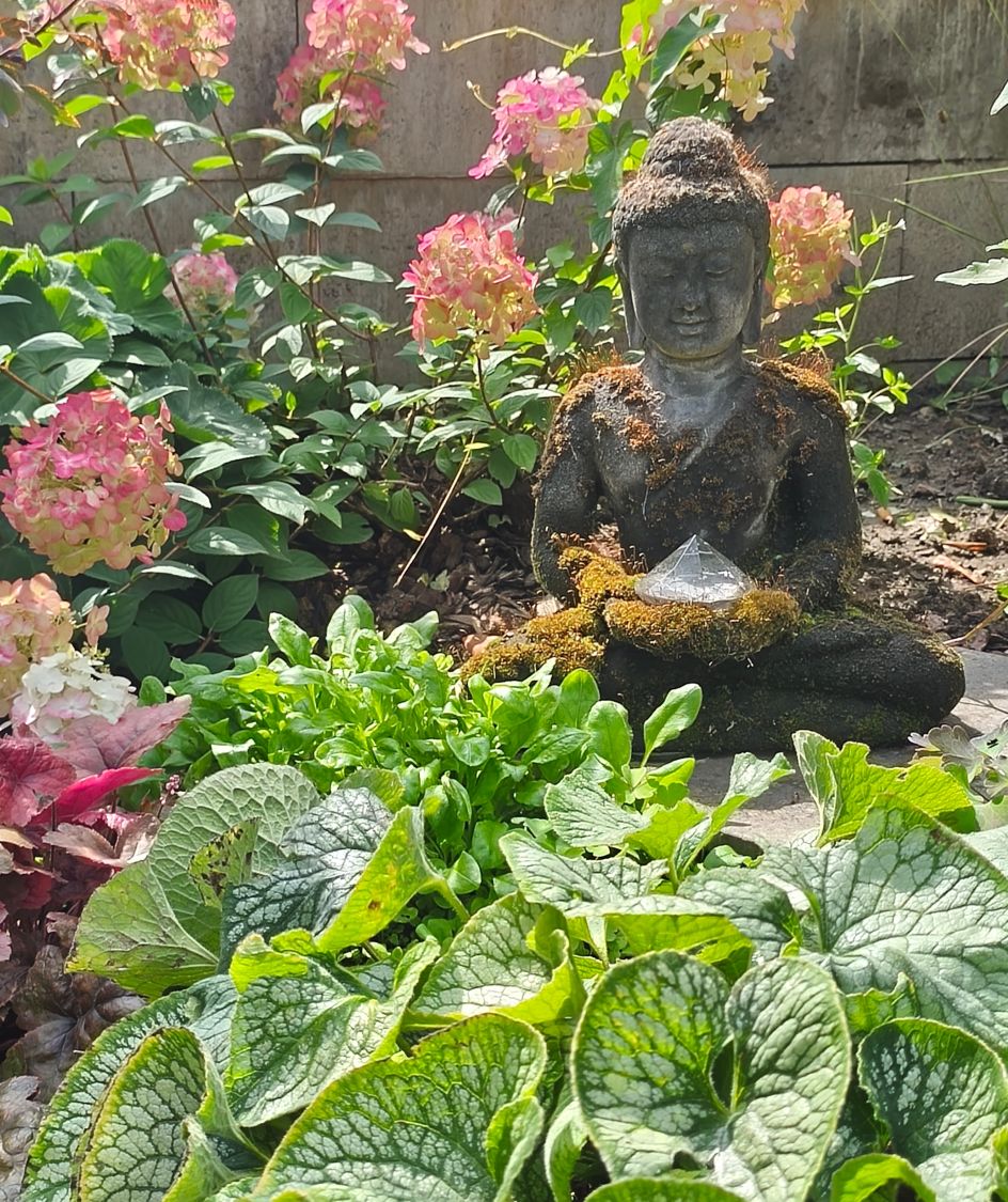 Rispenhortensie PROVEN WINNERS ® 'Fire Light' - Hydrangea paniculata PROVEN WINNERS ® 'Fire Light'