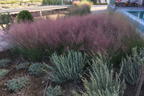 Rosa Haargras - Muhlenbergia capillaris