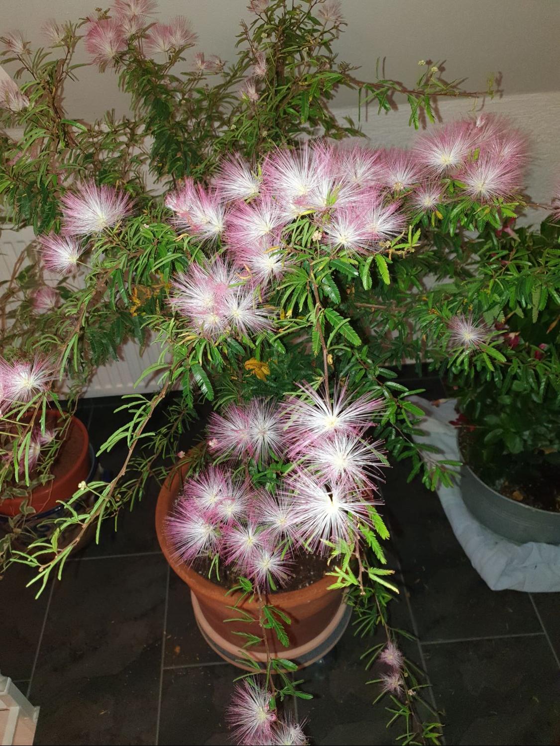 Rosa Puderquastenstrauch 'Dixie Pink' - Calliandra surinamensis 'Dixie Pink'