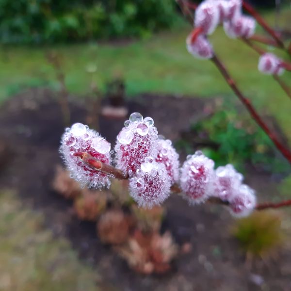 Rosa Riesen-Salweide 'Mount Aso' - Salix gracilistyla 'Mount Aso'
