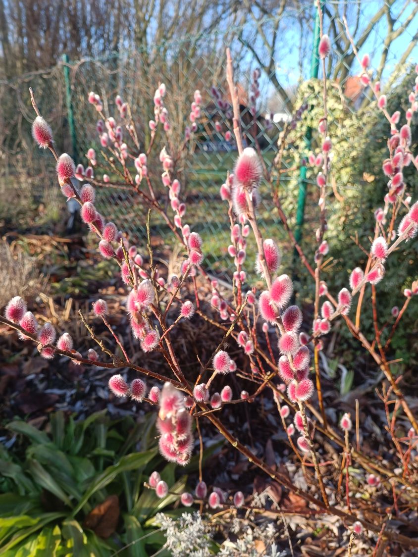 Rosa Riesen-Salweide 'Mount Aso' - Salix gracilistyla 'Mount Aso'