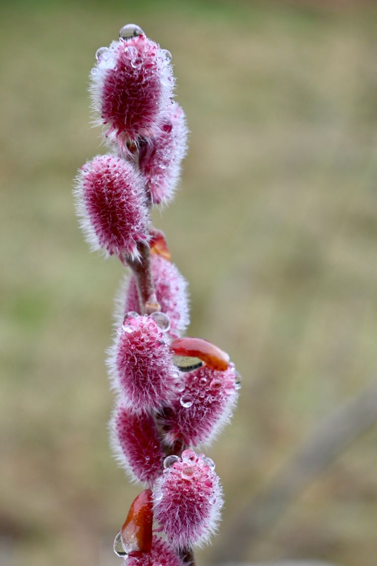 Rosa Riesen-Salweide 'Mount Aso' - Salix gracilistyla 'Mount Aso'