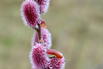 Rosa Riesen-Salweide 'Mount Aso' - Salix gracilistyla 'Mount Aso'