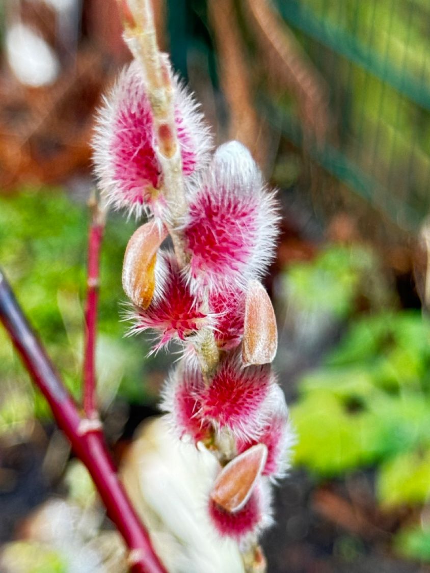 Rosa Riesen-Salweide 'Mount Aso' - Salix gracilistyla 'Mount Aso'