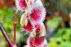 Rosa Riesen-Salweide 'Mount Aso' - Salix gracilistyla 'Mount Aso'