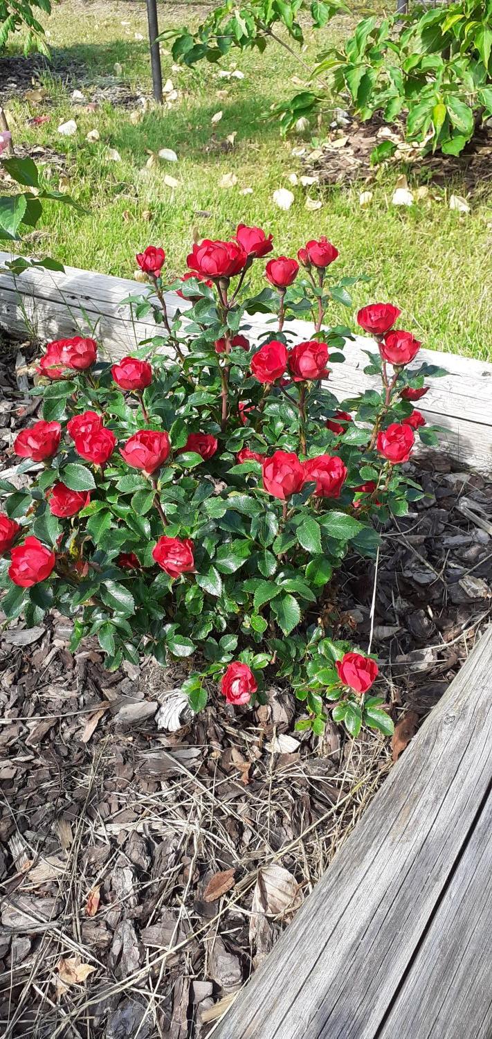 Rose 'Zepeti' ® - Rosa 'Zepeti' ®