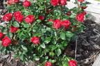 Rose 'Zepeti' ® - Rosa 'Zepeti' ®