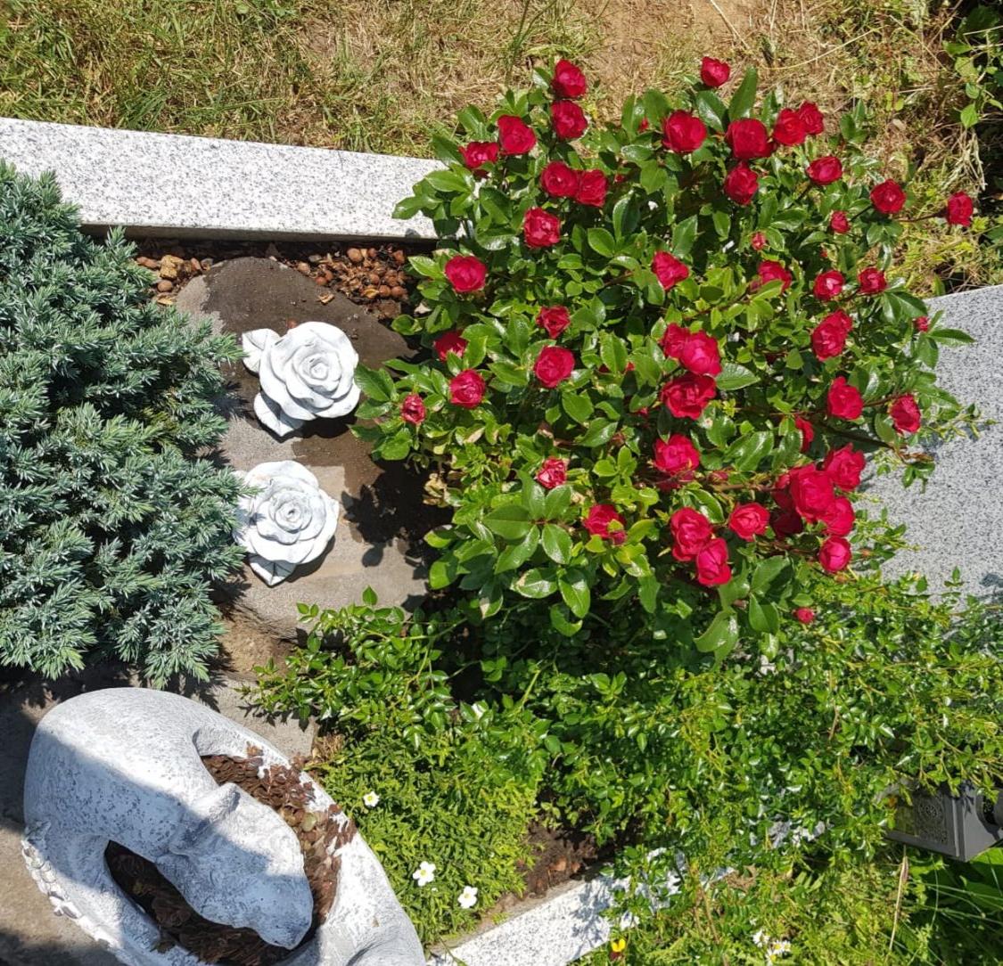 Rose 'Zepeti' ® - Rosa 'Zepeti' ®