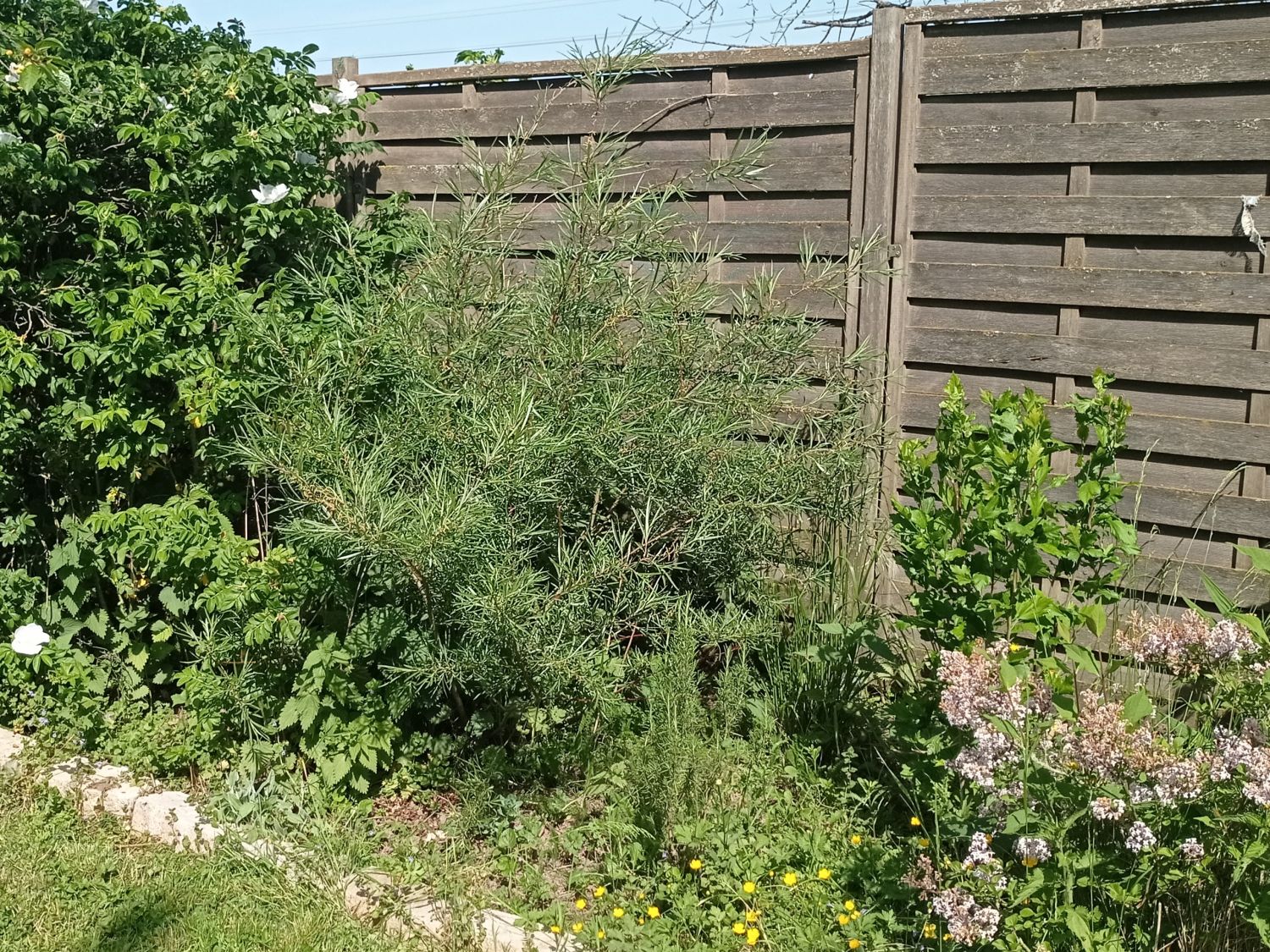 Rosmarinweide - Salix rosmarinifolia