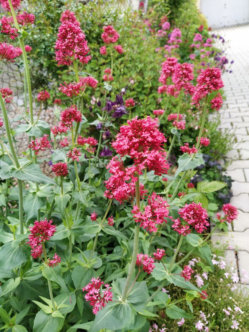 Rotblühende Spornblume 'Rosenrot' - Centranthus ruber 'Rosenrot'