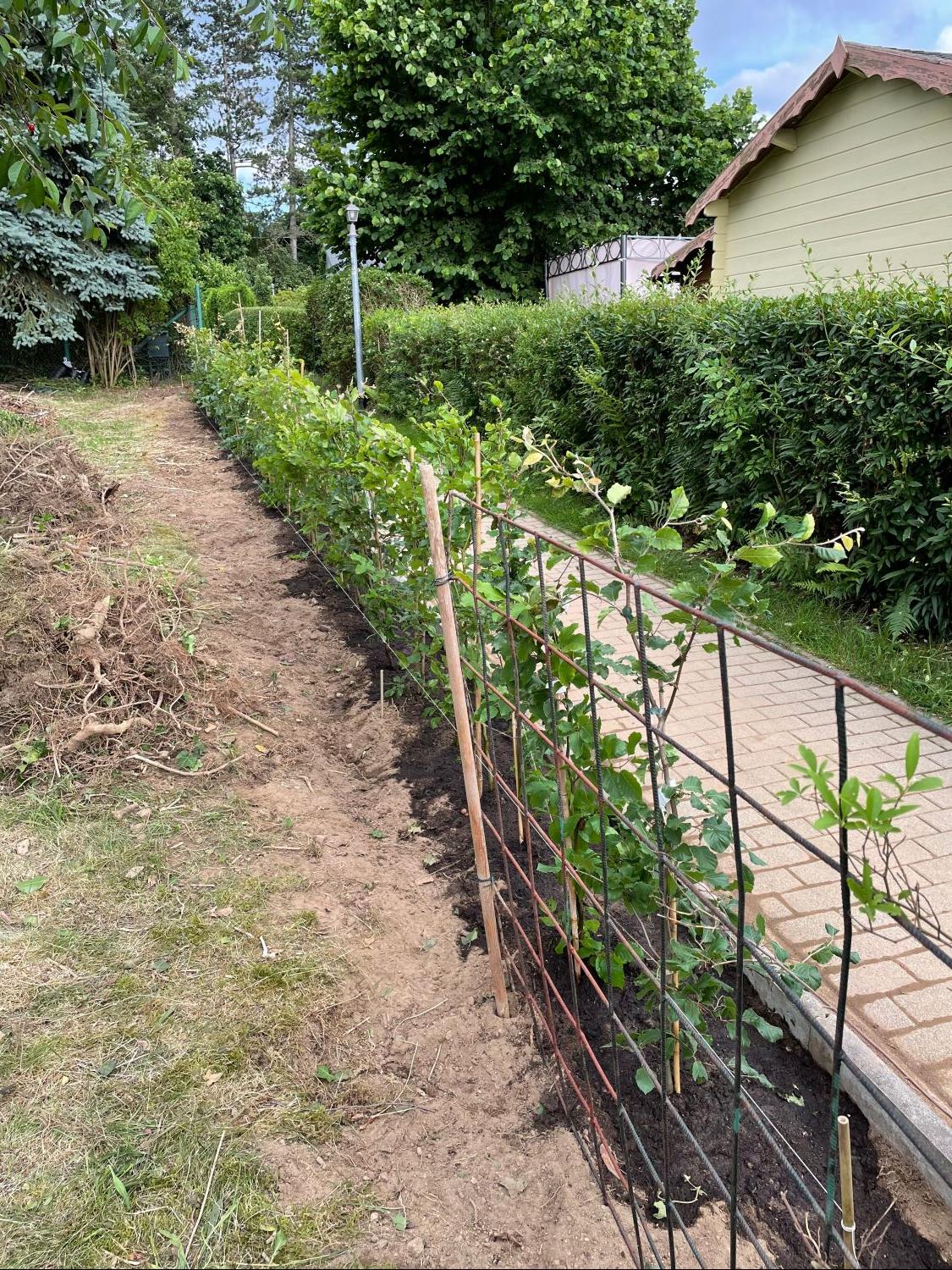 Rotbuche - Fagus sylvatica