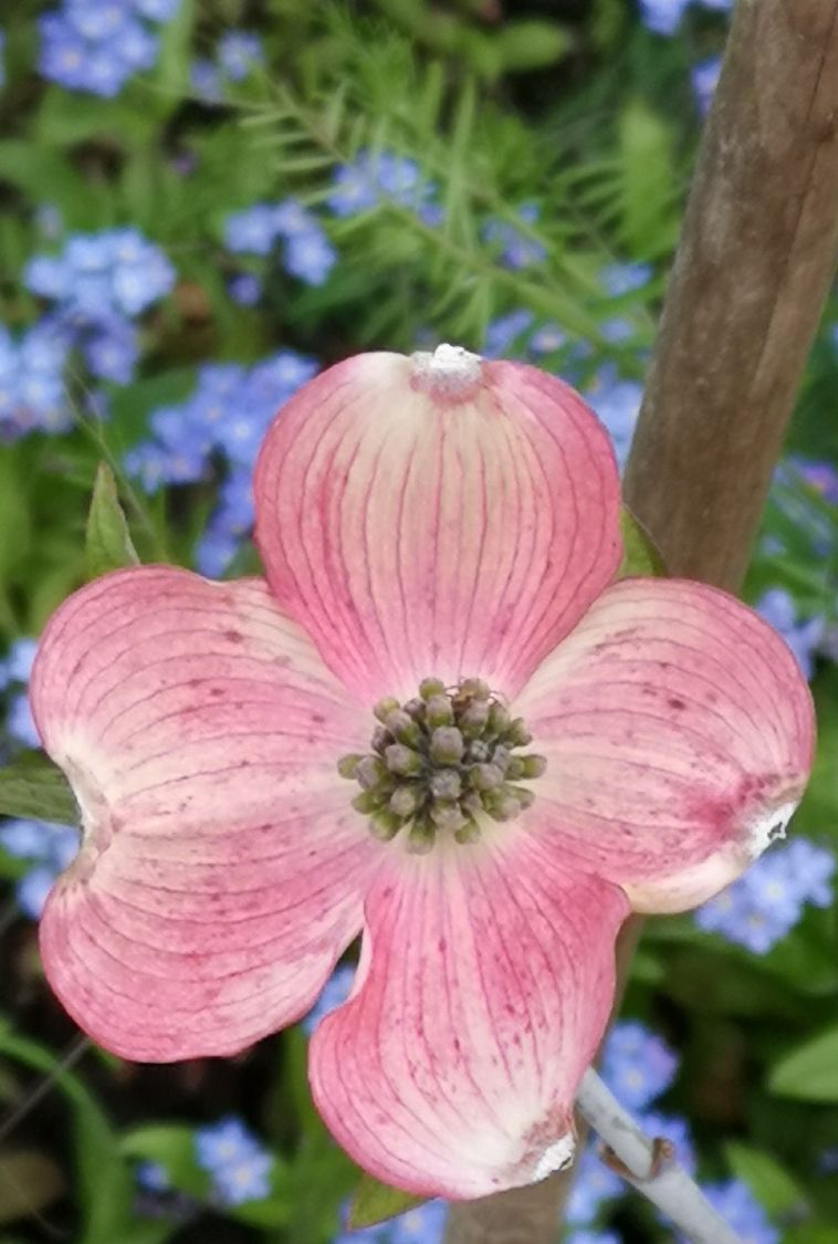 Roter Blumen-Hartriegel 'Rubra' - Cornus florida 'Rubra'