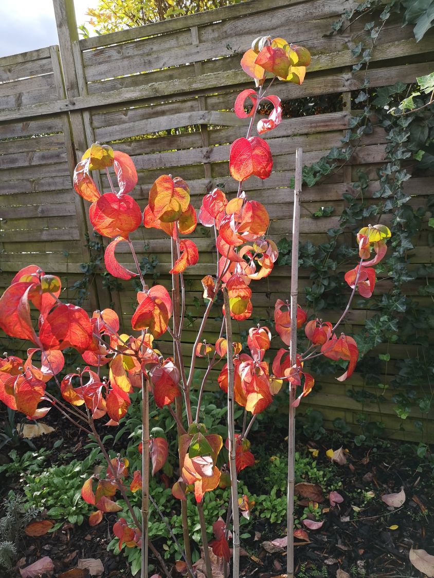 Roter Blumen-Hartriegel 'Rubra' - Cornus florida 'Rubra'
