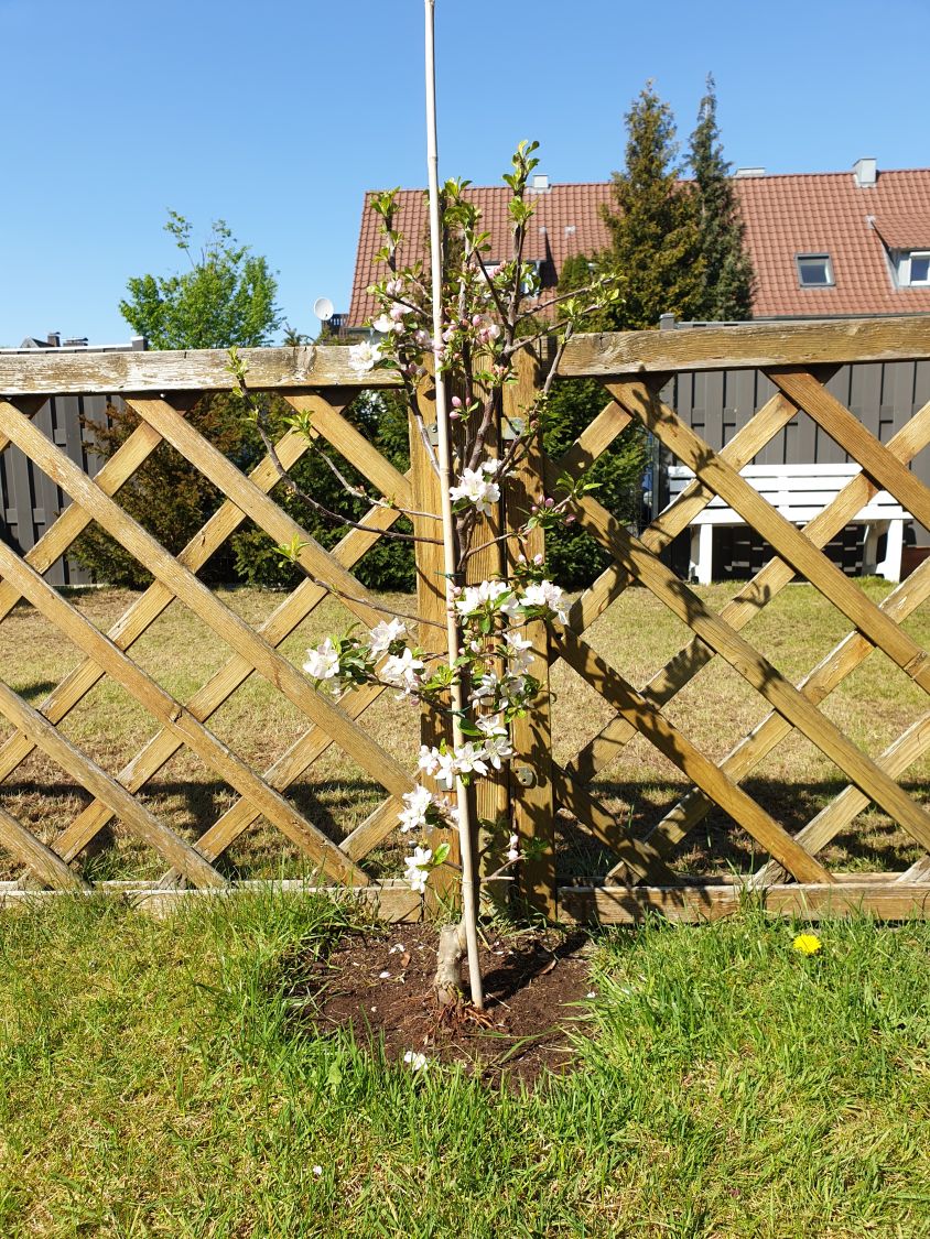 Säulenapfel 'Merlin' - Malus 'Merlin'