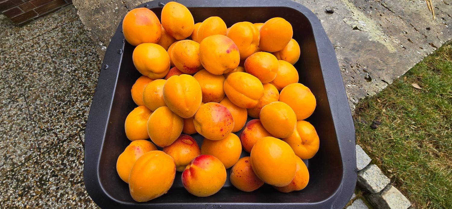 Säulen-Aprikose 'Armi-Col' - Prunus armeniaca 'Armi-Col'