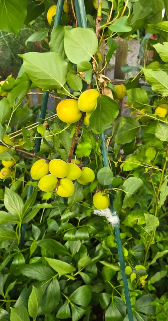 Säulen-Aprikose 'Armi-Col' - Prunus armeniaca 'Armi-Col'