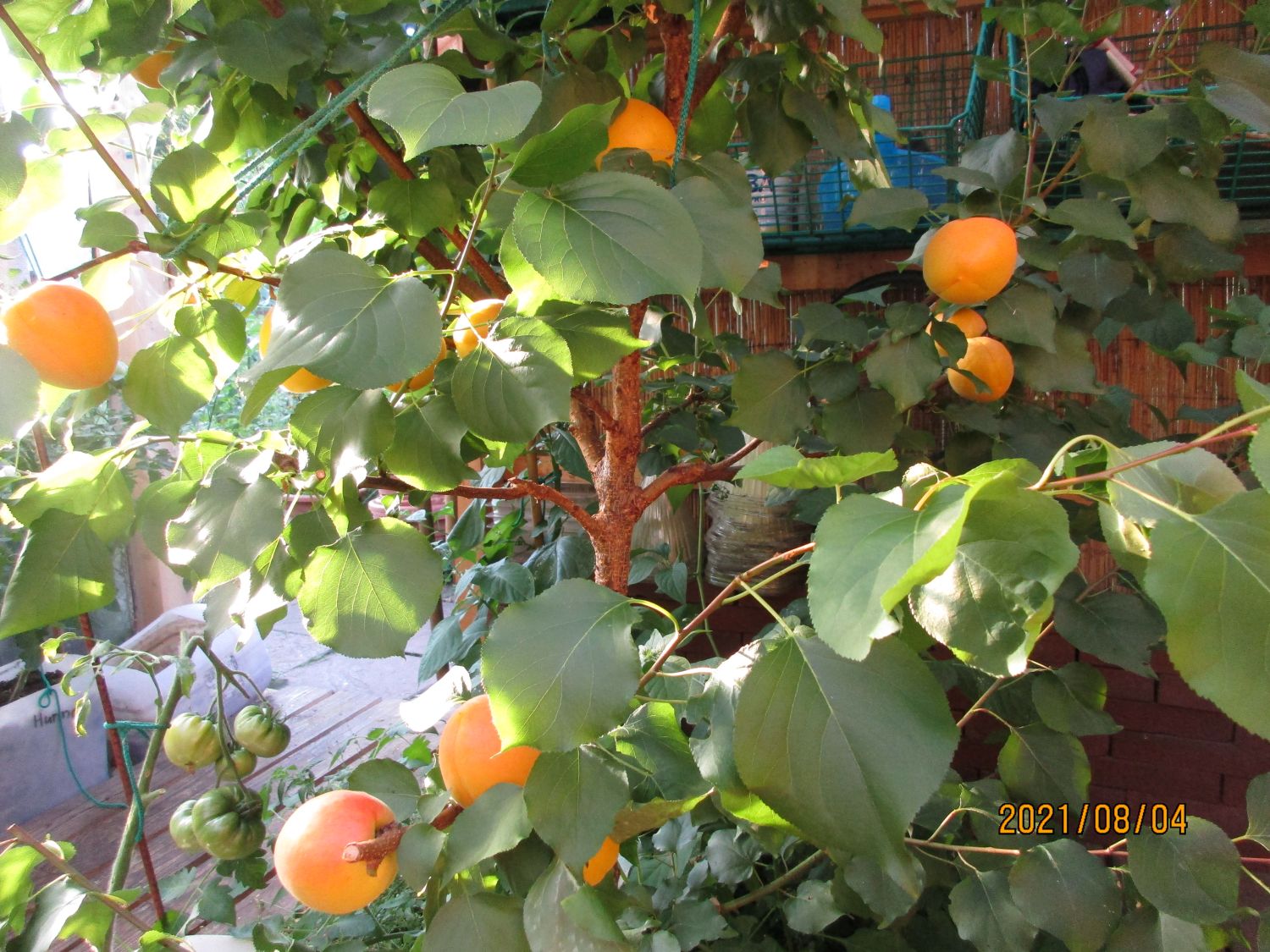 Säulen-Aprikose 'Armi-Col' - Prunus armeniaca 'Armi-Col'