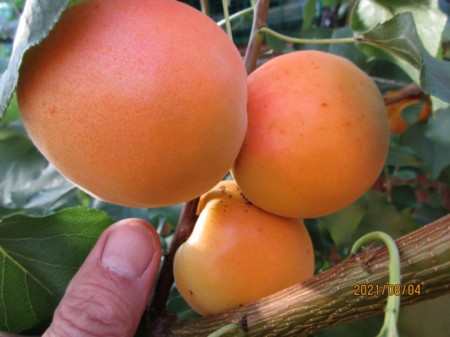 Säulen-Aprikose 'Armi-Col' - Prunus armeniaca 'Armi-Col'