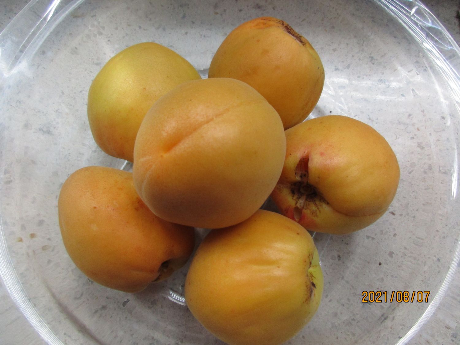 Säulen-Aprikose 'Armi-Col' - Prunus armeniaca 'Armi-Col'