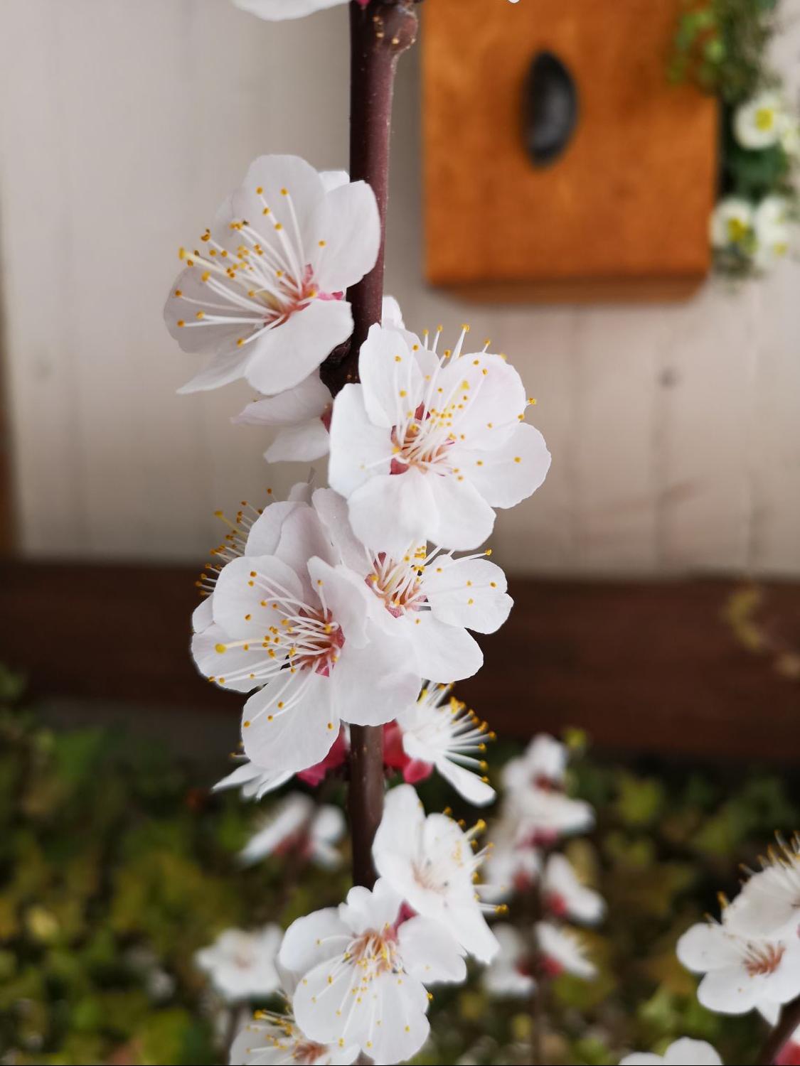 Säulen-Aprikose 'Armi-Col' - Prunus armeniaca 'Armi-Col'