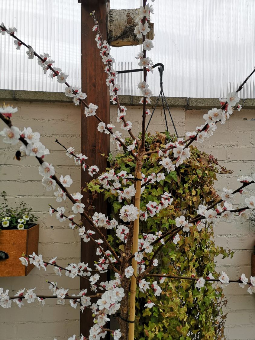 Säulen-Aprikose 'Armi-Col' - Prunus armeniaca 'Armi-Col'