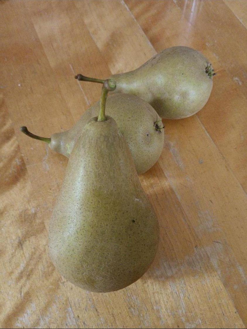 Säulen-Birne 'Condora' / 'Condo' - Pyrus 'Condora' / 'Condo'