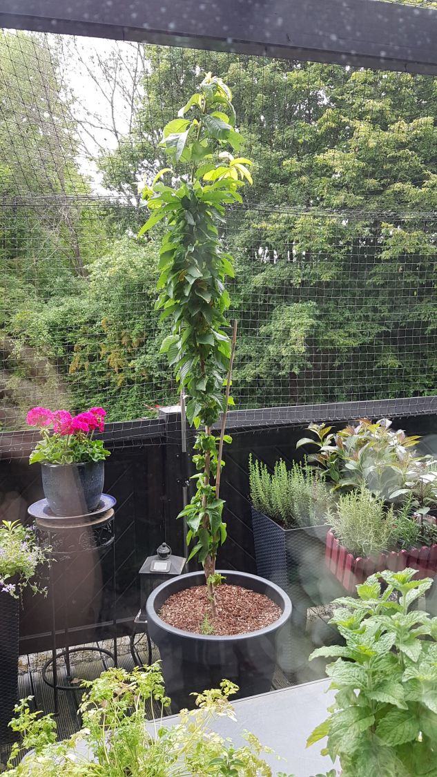 Säulen-Süßkirsche 'Celeste' - Prunus 'Celeste'