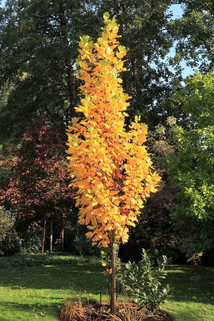 SäulenTulpenbaum Liriodendron tulipifera 'Fastigiatum' Baumschule
