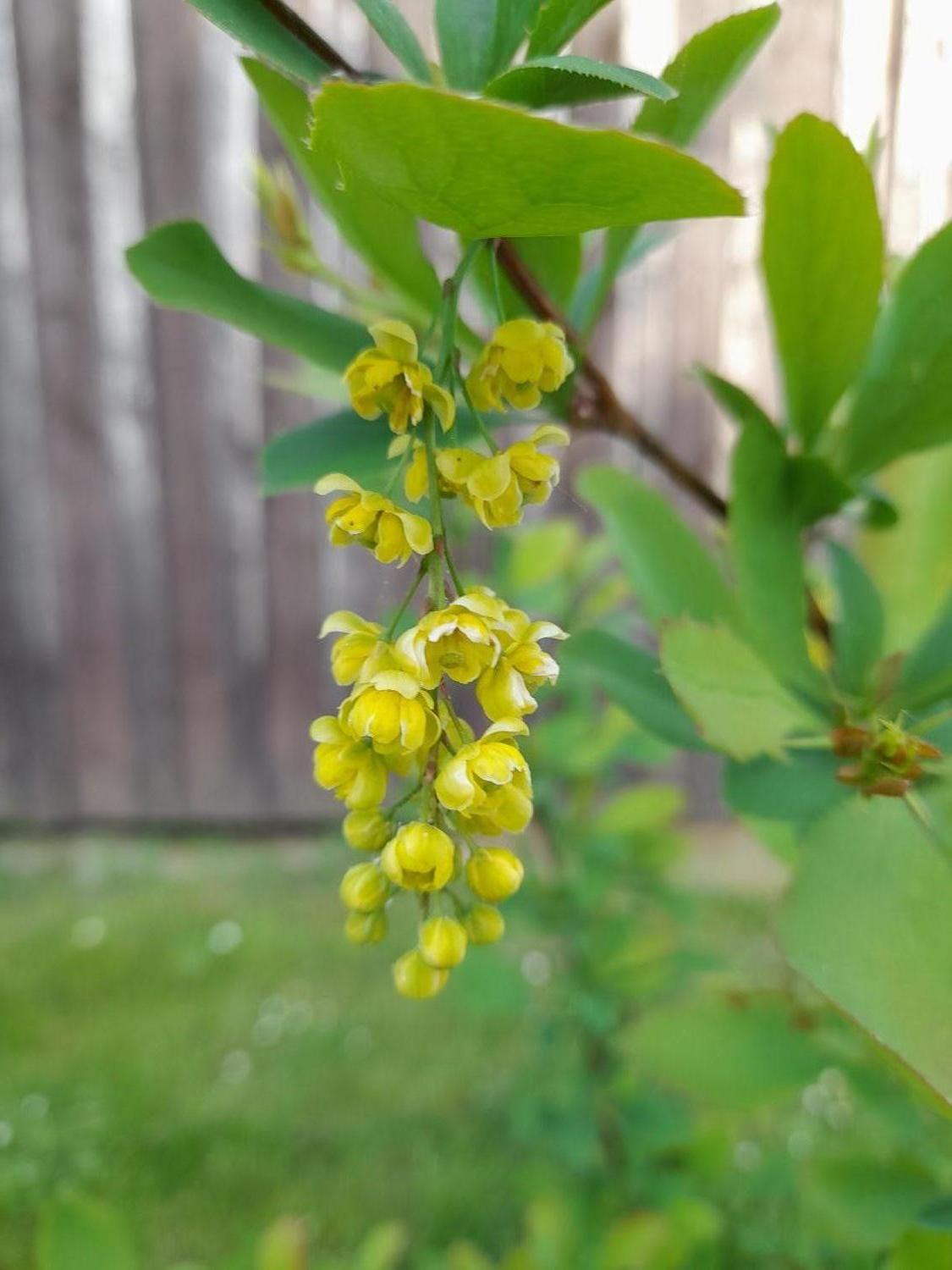 Sauerdorn / Gemeine Berberitze - Berberis vulgaris