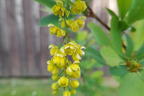 Sauerdorn / Gemeine Berberitze - Berberis vulgaris