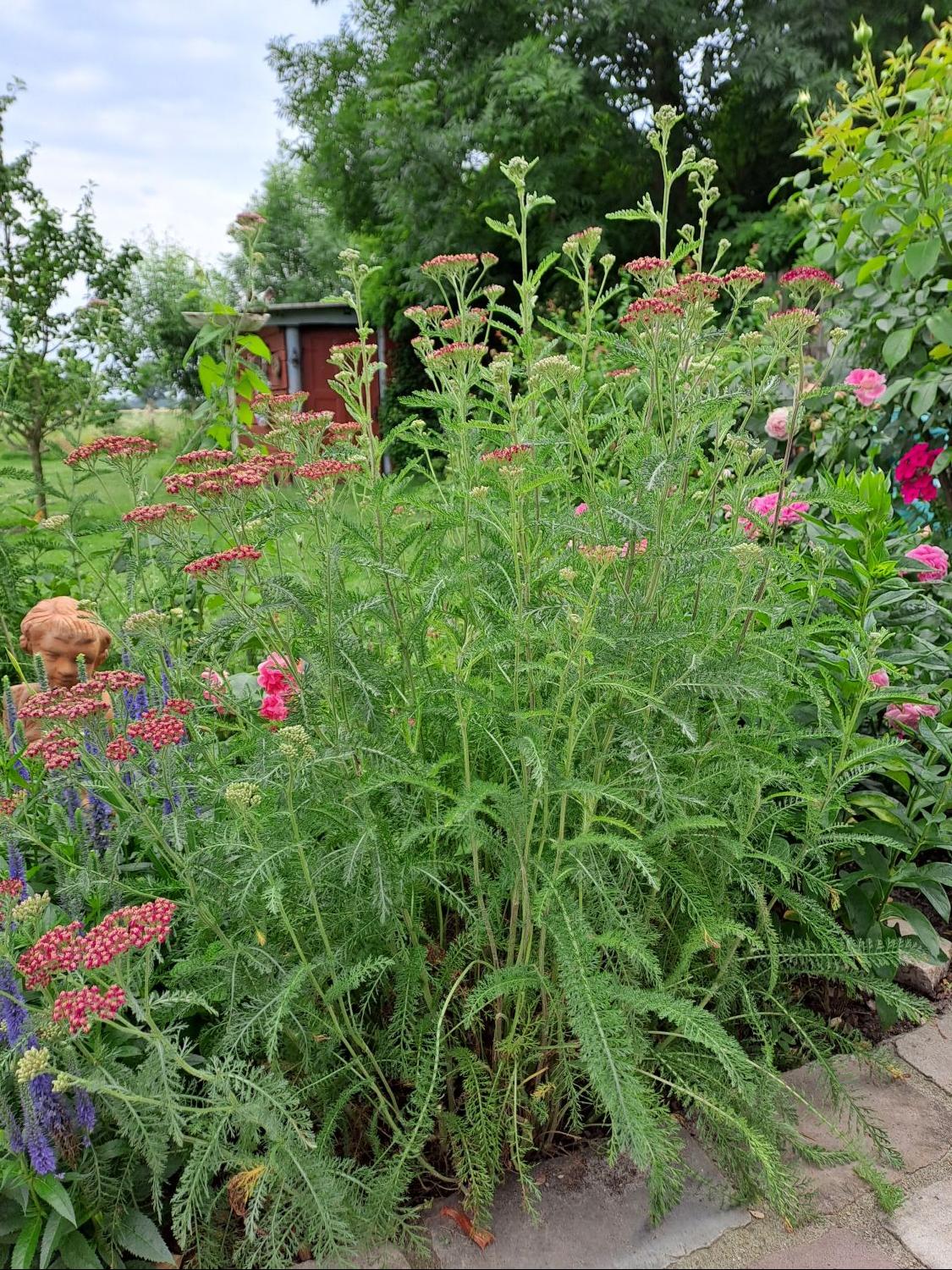 Schafgarbe 'Kirschkönigin' / 'Cerise Queen' - Achillea millefolium 'Kirschkönigin' / 'Cerise Queen'