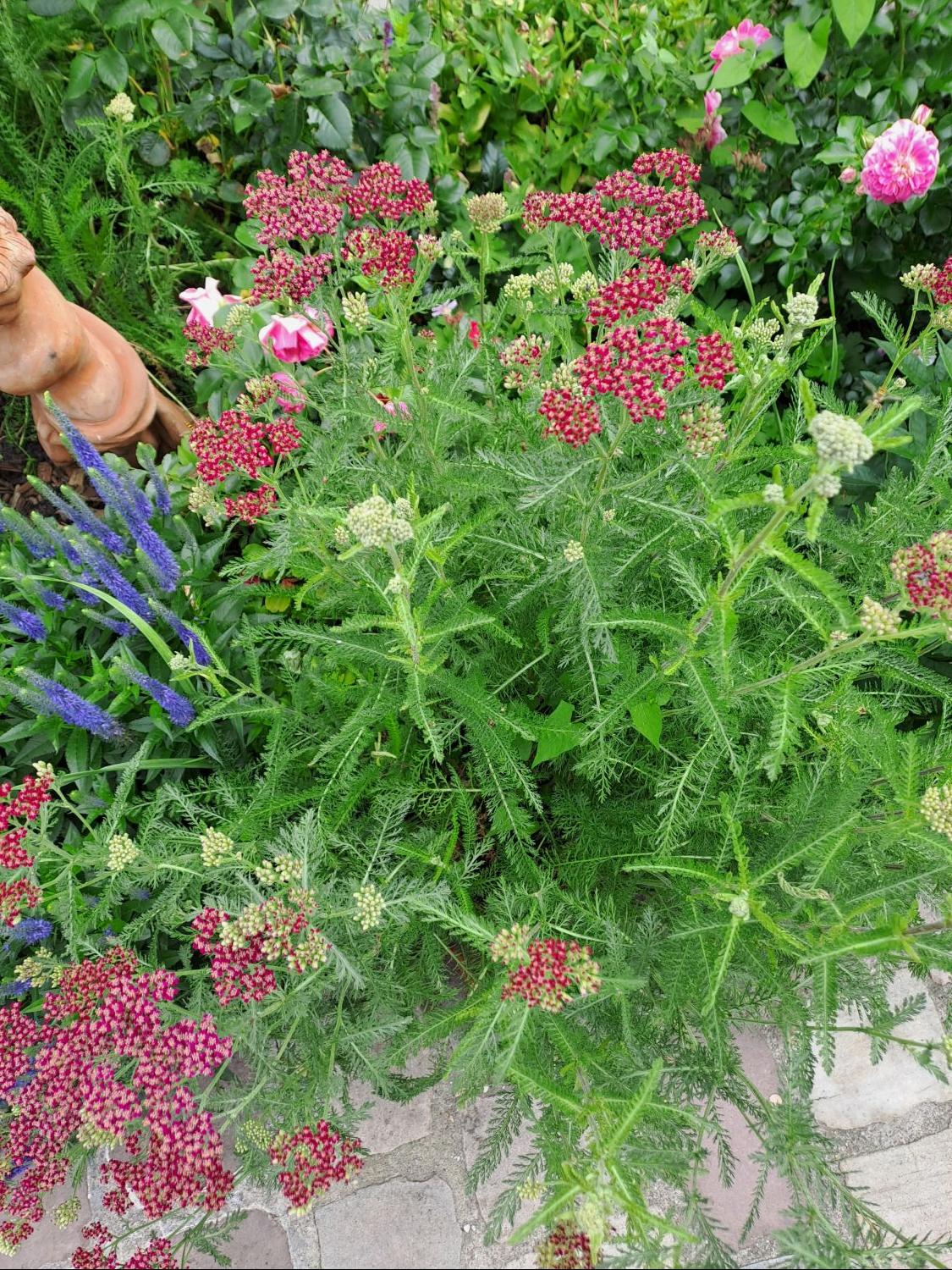 Schafgarbe 'Kirschkönigin' / 'Cerise Queen' - Achillea millefolium 'Kirschkönigin' / 'Cerise Queen'