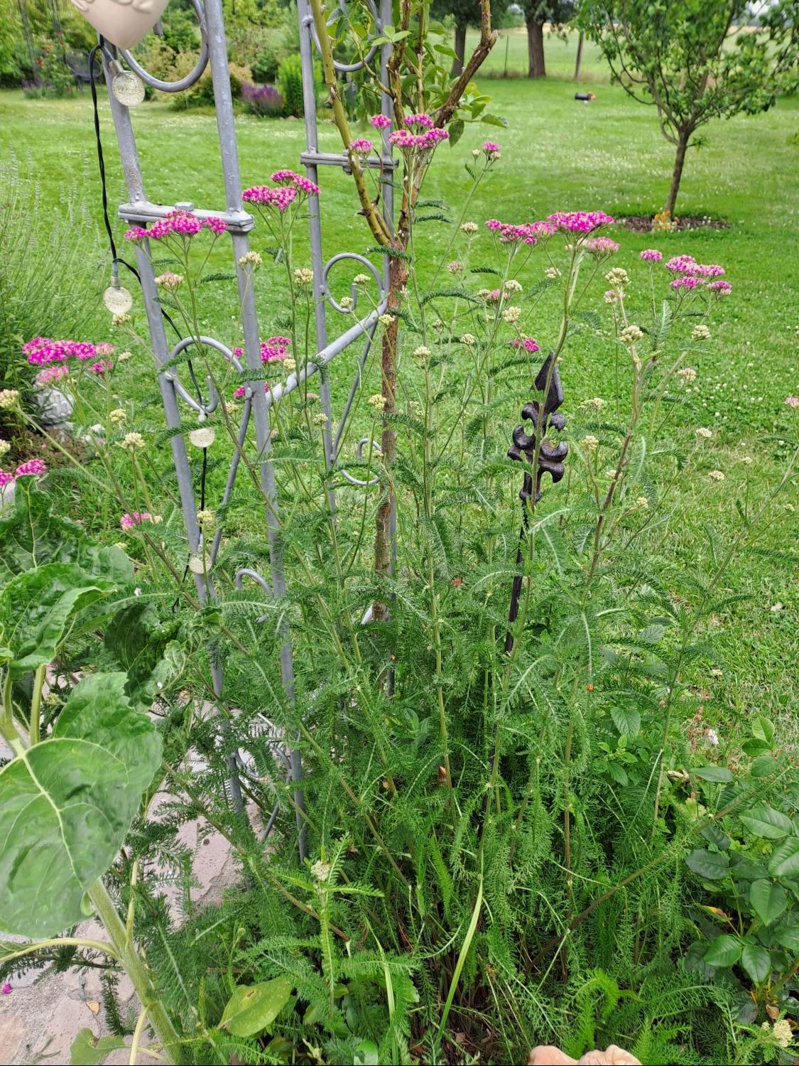 Schafgarbe 'Kirschkönigin' / 'Cerise Queen' - Achillea millefolium 'Kirschkönigin' / 'Cerise Queen'