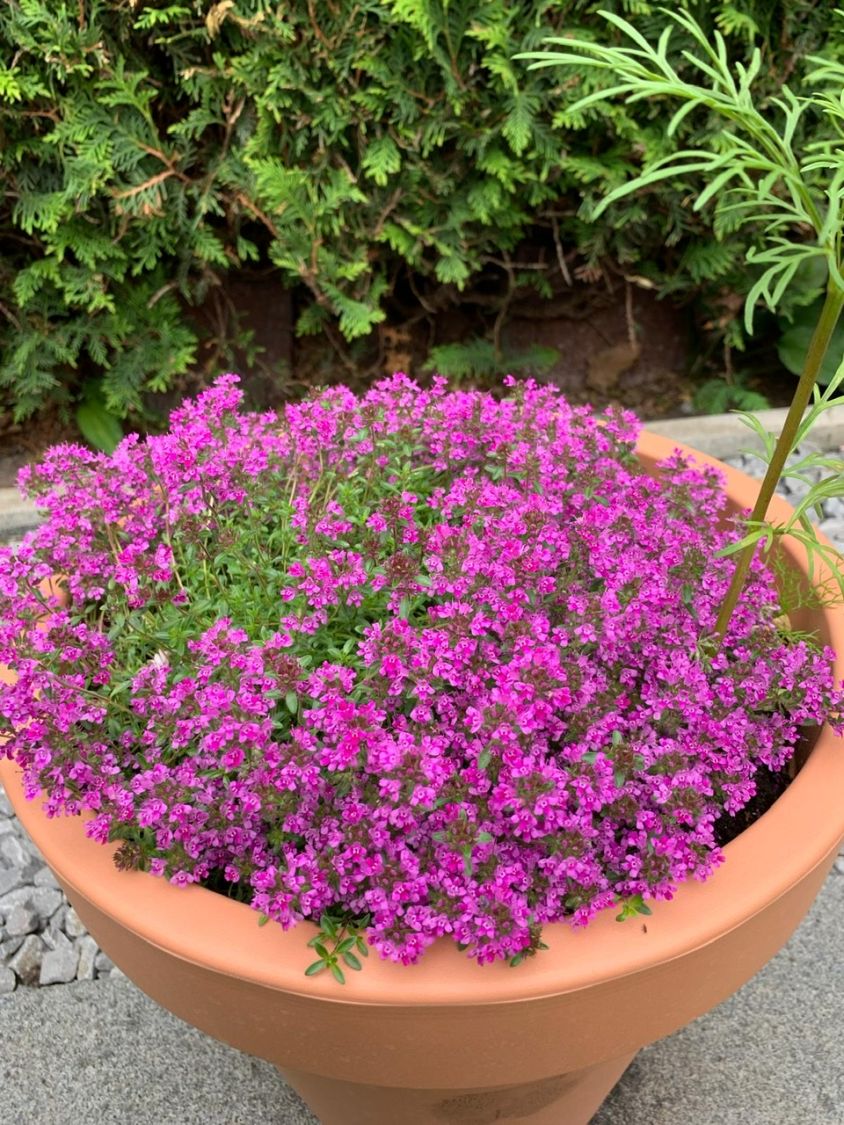 Scharlachroter Feld-Thymian 'Coccineus' - Thymus serpyllum 'Coccineus'