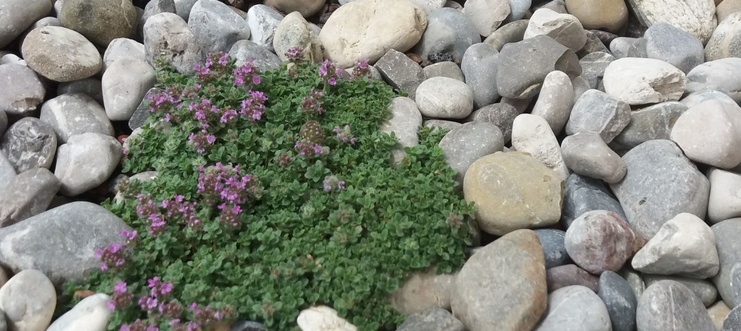 Scharlachroter Feld-Thymian 'Coccineus' - Thymus serpyllum 'Coccineus'