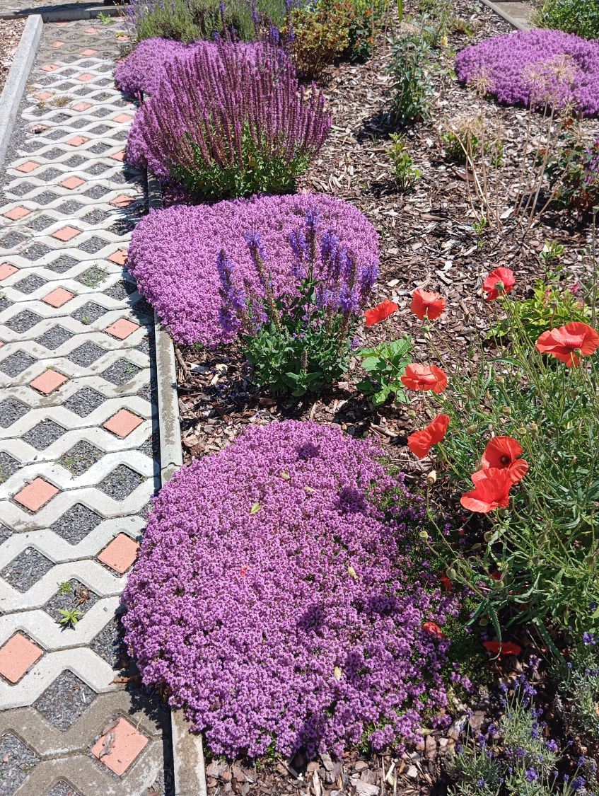 Scharlachroter Feld-Thymian 'Coccineus' - Thymus serpyllum 'Coccineus'