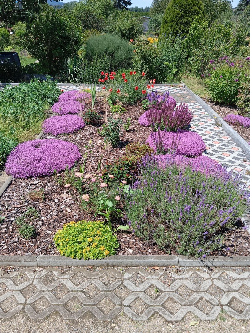 Scharlachroter Feld-Thymian 'Coccineus' - Thymus serpyllum 'Coccineus'