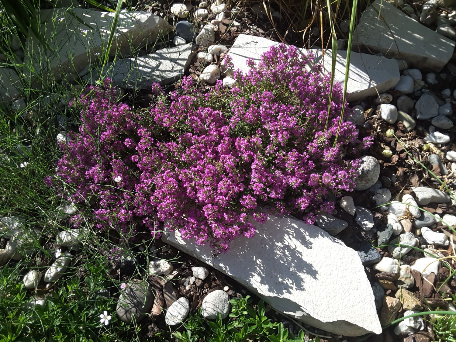 Scharlachroter Feld-Thymian 'Coccineus' - Thymus serpyllum 'Coccineus'