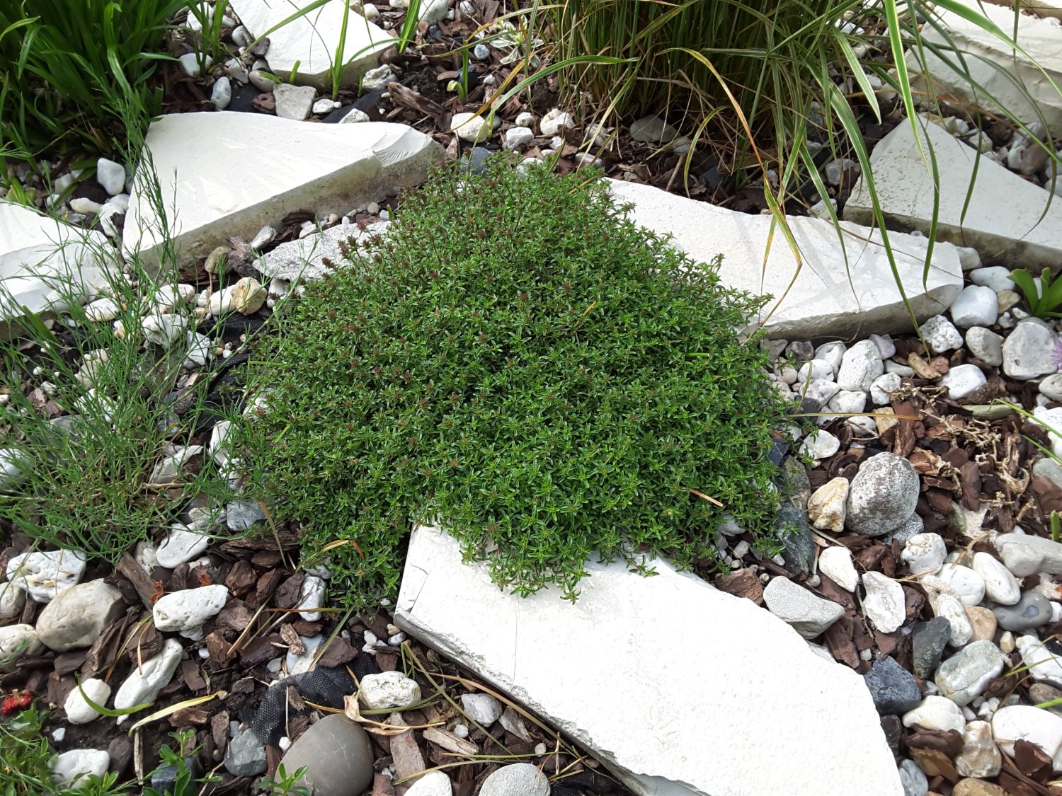 Scharlachroter Feld-Thymian 'Coccineus' - Thymus serpyllum 'Coccineus'