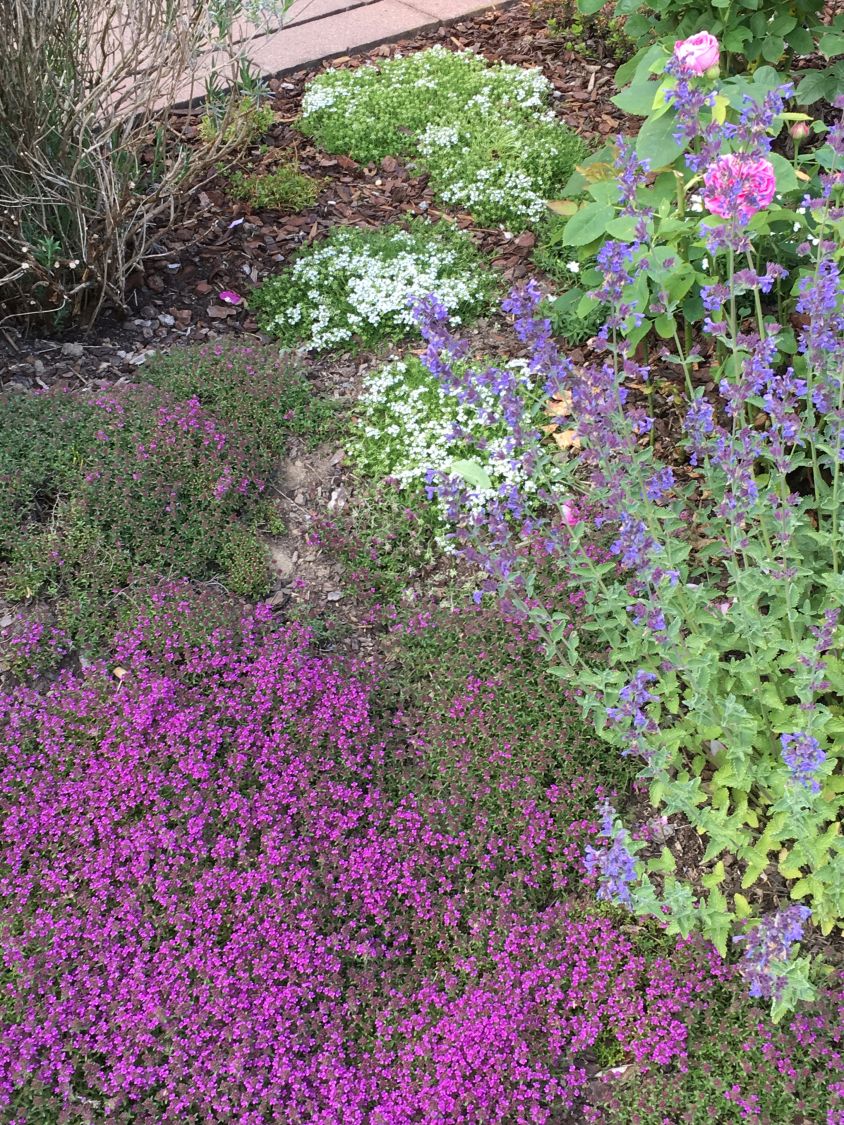 Scharlachroter Feld-Thymian 'Coccineus' - Thymus serpyllum 'Coccineus'