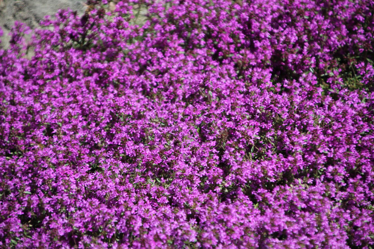 Scharlachroter Feld-Thymian 'Coccineus' - Thymus serpyllum 'Coccineus'