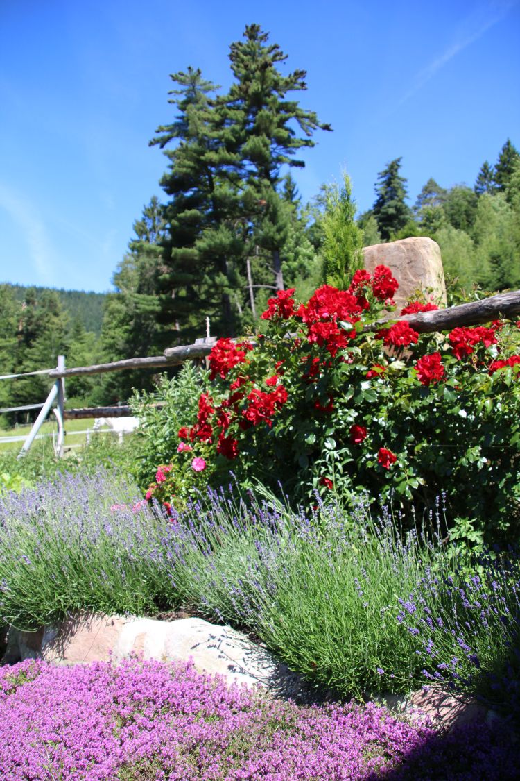 Scharlachroter Feld-Thymian 'Coccineus' - Thymus serpyllum 'Coccineus'