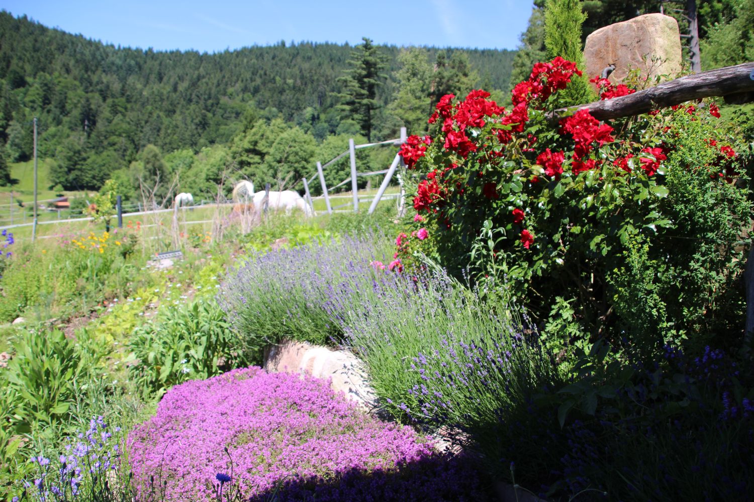 Scharlachroter Feld-Thymian 'Coccineus' - Thymus serpyllum 'Coccineus'