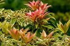 Schattenglöckchen 'Little Heath' - Pieris japonica 'Little Heath'