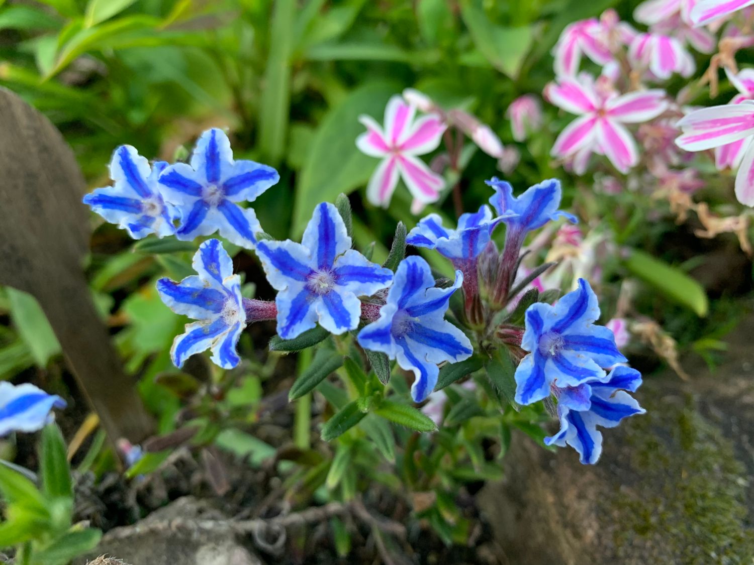 Schein-Steinsame / Lithodora 'Star' - Lithodora diffusa 'Star'