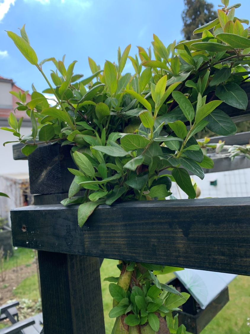 Schlingende Heckenkirsche - Lonicera similis var. delavayi